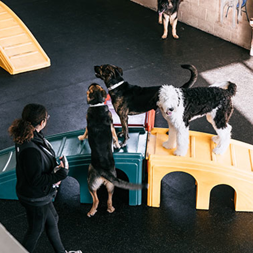 Dogs play on a play ramp with staff nearby